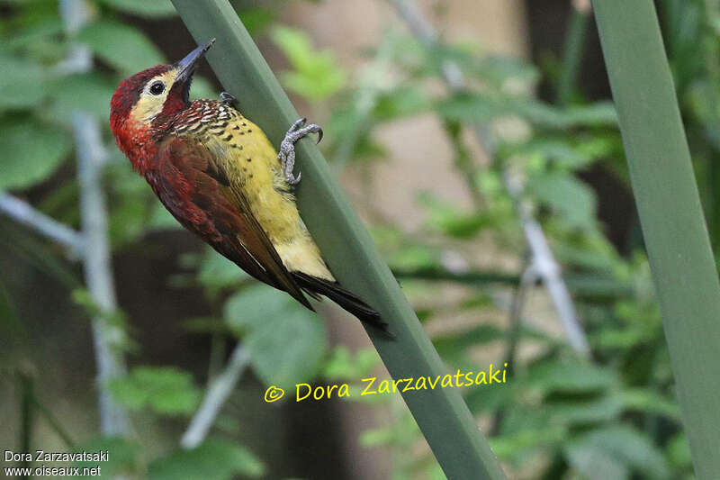 Crimson-mantled Woodpecker male adult, identification