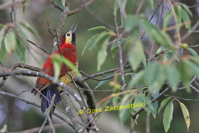 Crimson-mantled Woodpeckeradult, identification