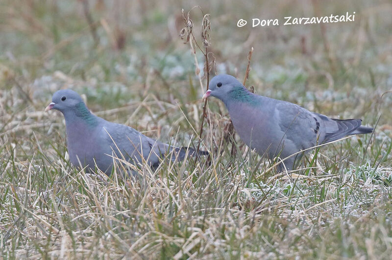 Pigeon colombin