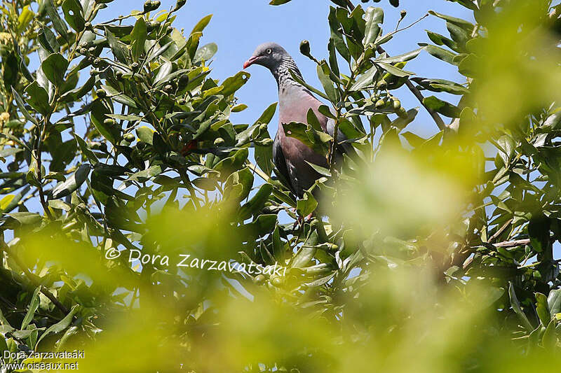 Pigeon trocazadulte, portrait