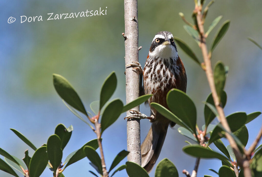 Pomatorhin de Taïwan