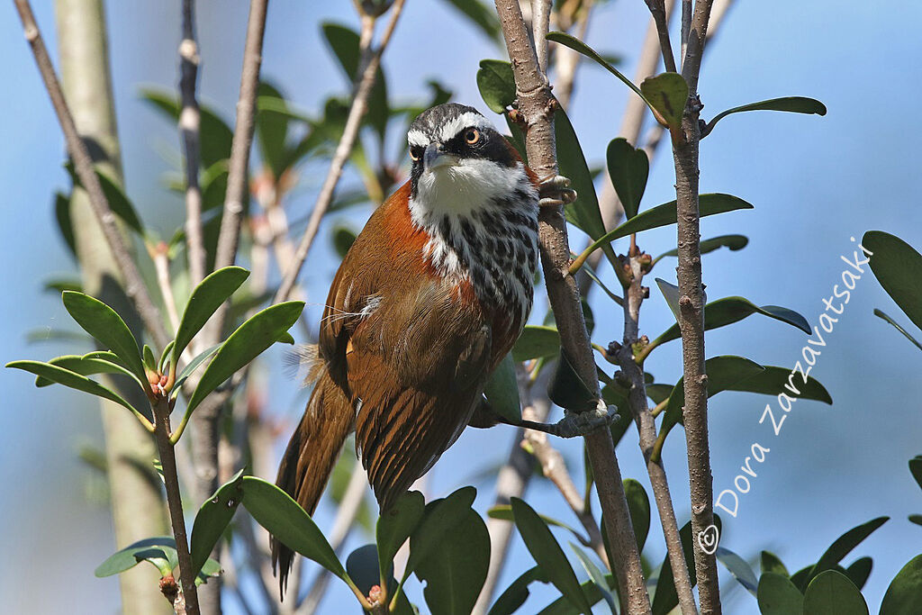 Pomatorhin de Taïwan