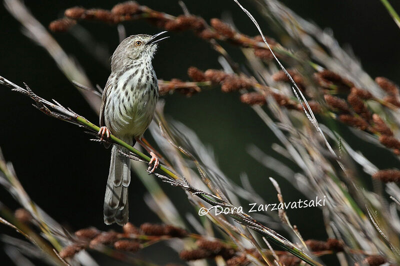 Karoo Priniaadult, song