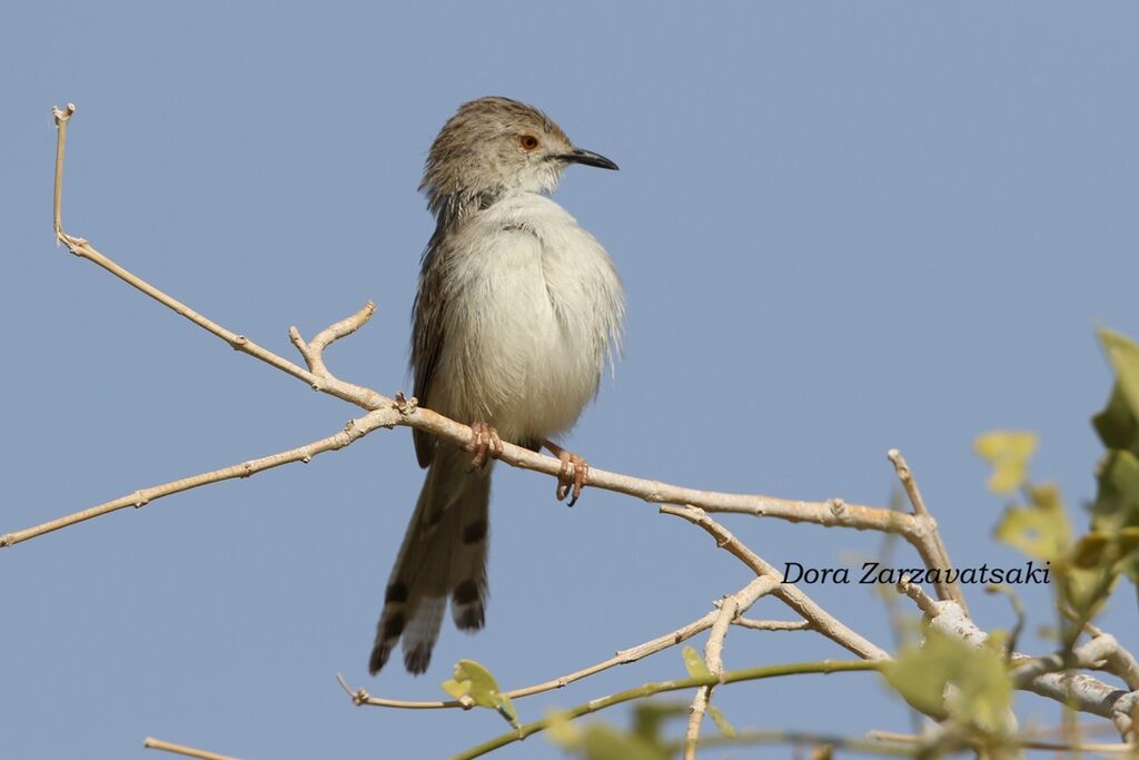Prinia gracileadulte, identification, composition