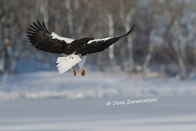 Steller's Sea Eagle