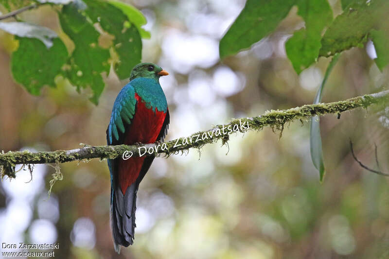 Golden-headed Quetzal male adult, identification