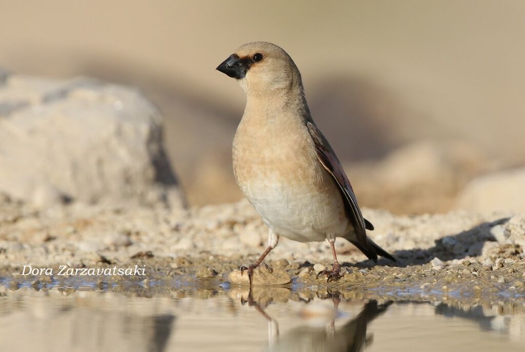Roselin de Lichtensteinadulte, identification, composition