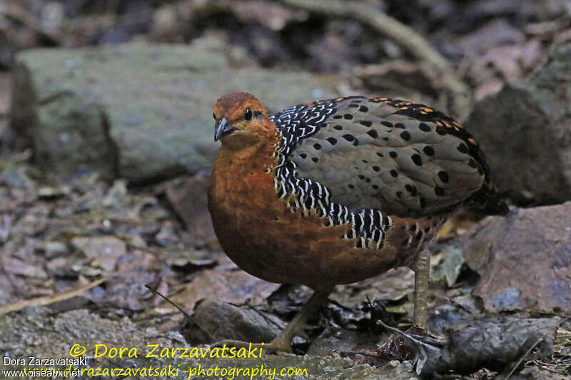 Rouloul ocelléadulte, identification, marche