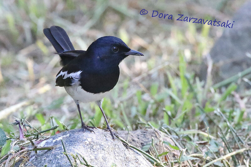 Oriental Magpie-Robinadult, identification