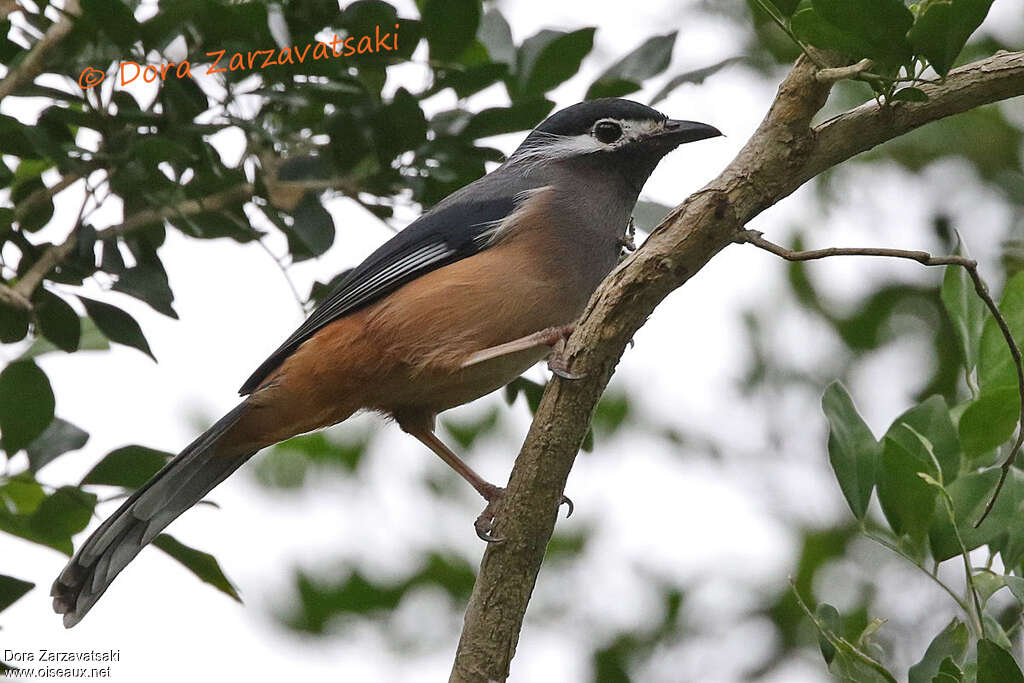 White-eared Sibia - Garrulaxe oreillardadult, identification