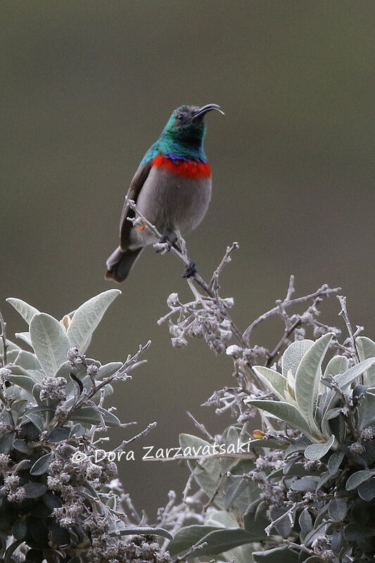 Southern Double-collared Sunbird male adult