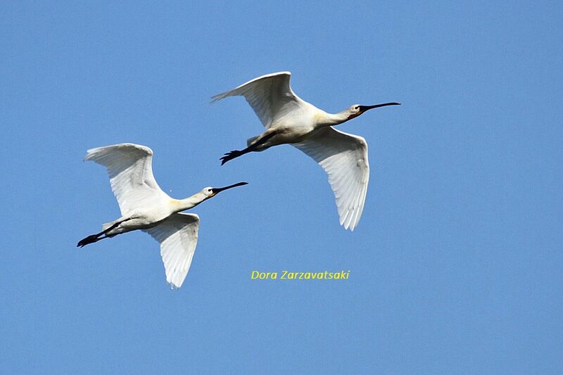 Eurasian Spoonbill