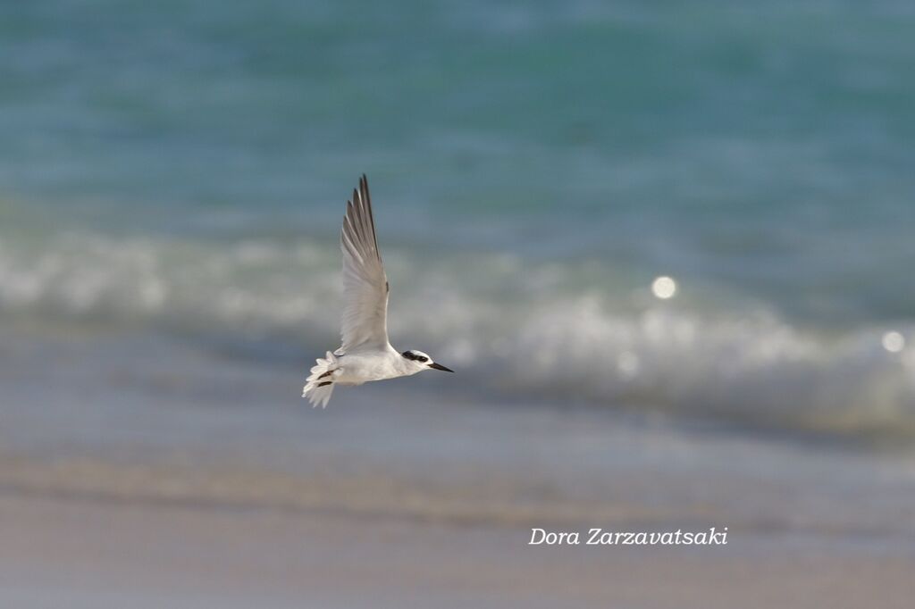 Sterne diamantadulte, Vol