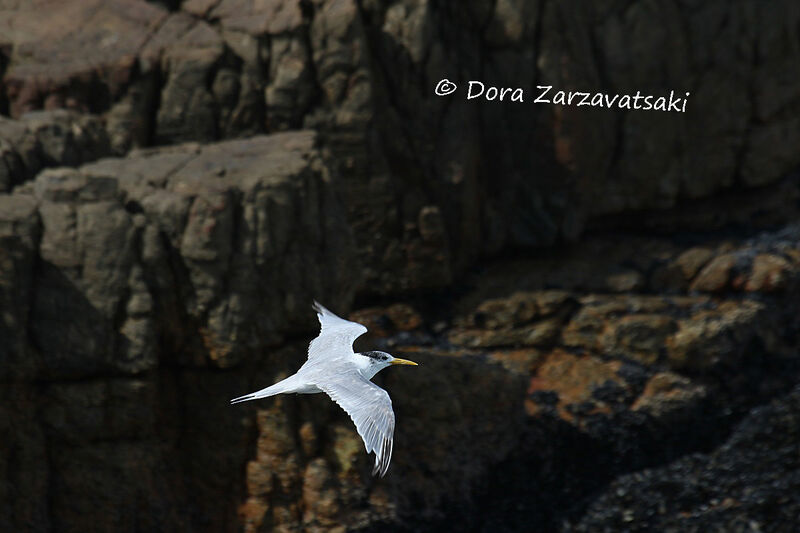 Greater Crested Tern, Flight