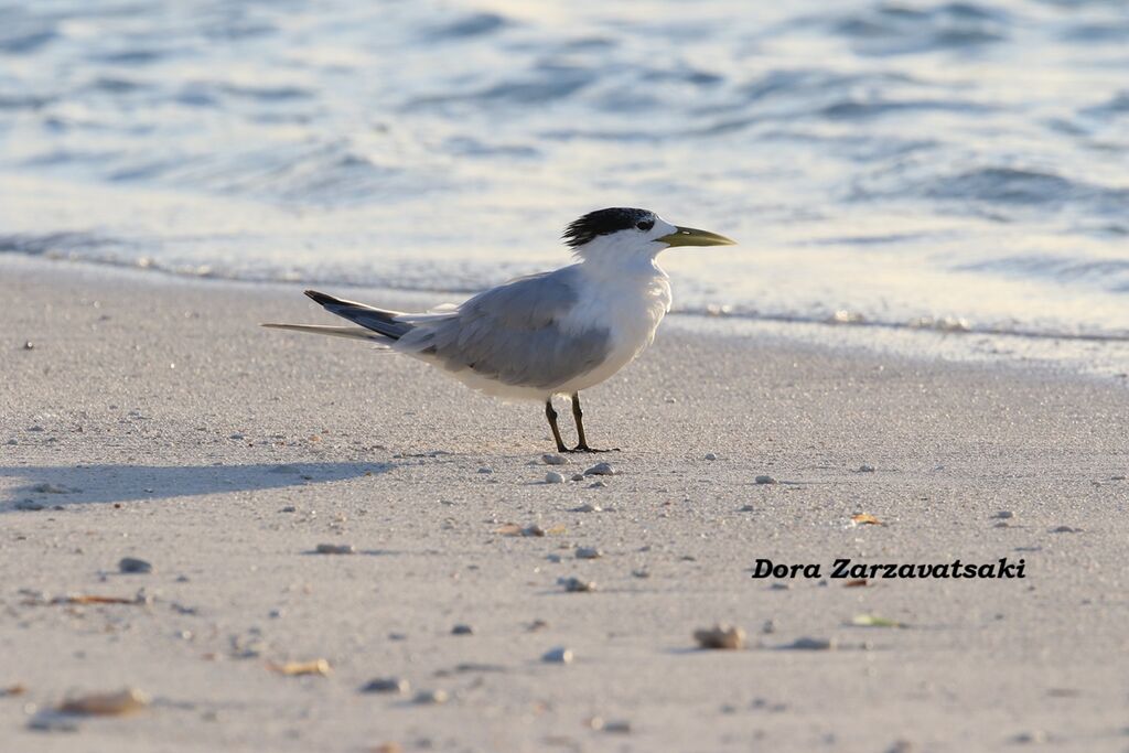 Sterne huppéeadulte, identification, composition