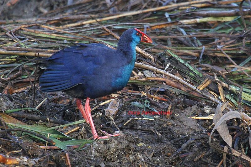 Western Swamphen