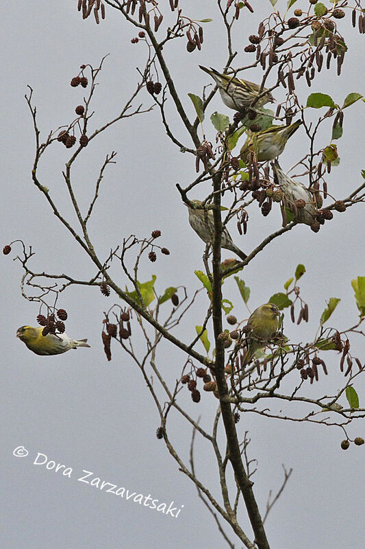 Eurasian Siskin