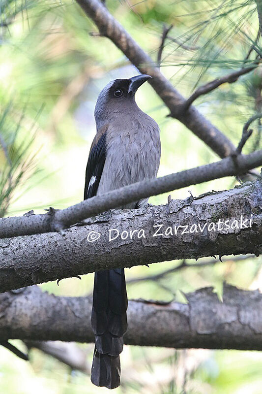 Grey Treepieadult, identification