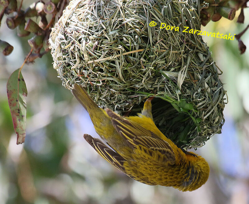 Tisserin du Cap mâle adulte, Nidification