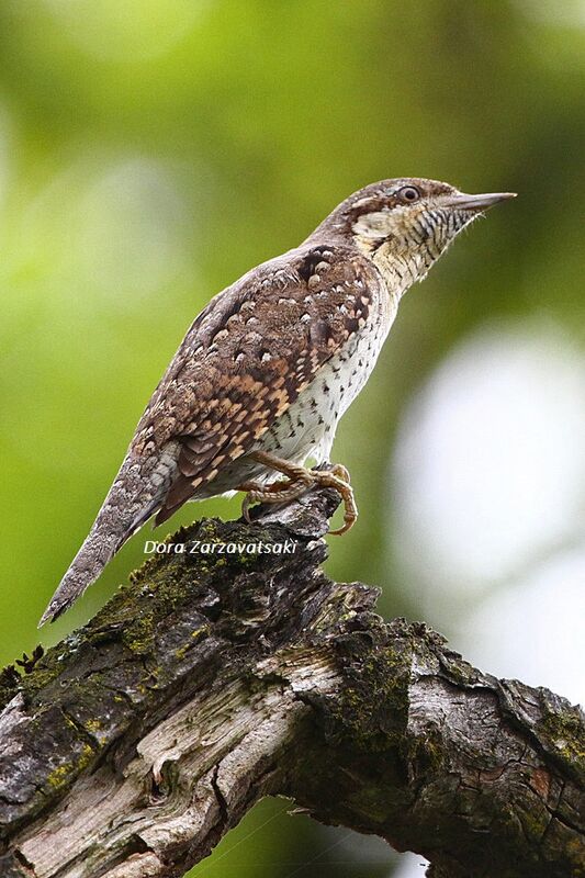 Eurasian Wryneck