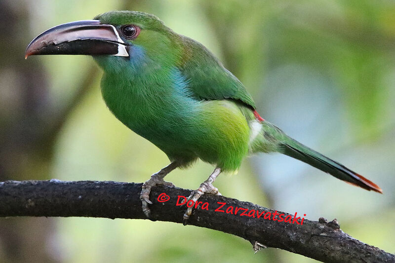 Crimson-rumped Toucanetadult, identification