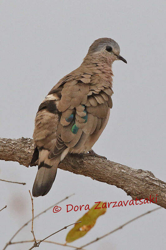 Emerald-spotted Wood Doveadult