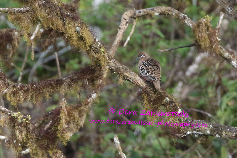 Tourterelle des Galapagosadulte, identification