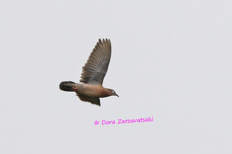 Galapagos Doveadult, Flight