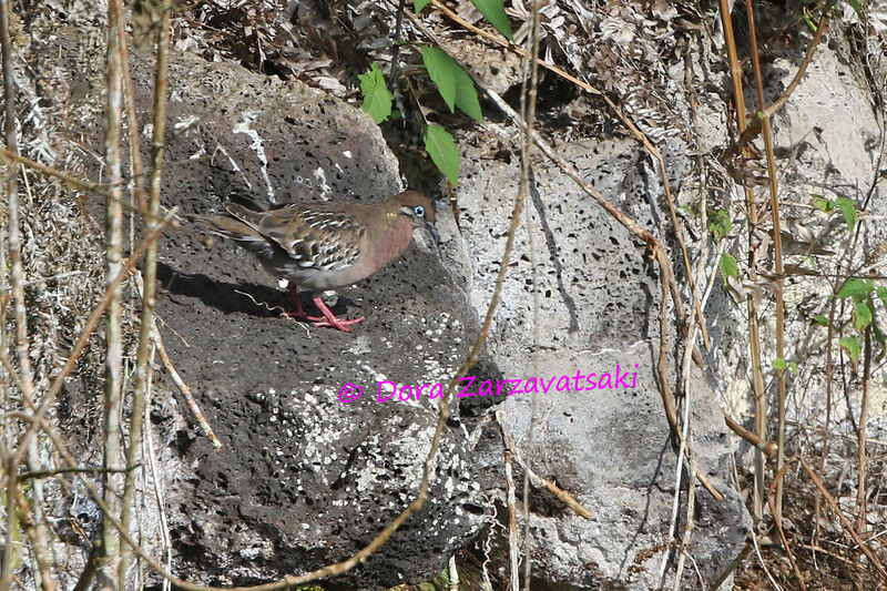 Tourterelle des Galapagosadulte, identification