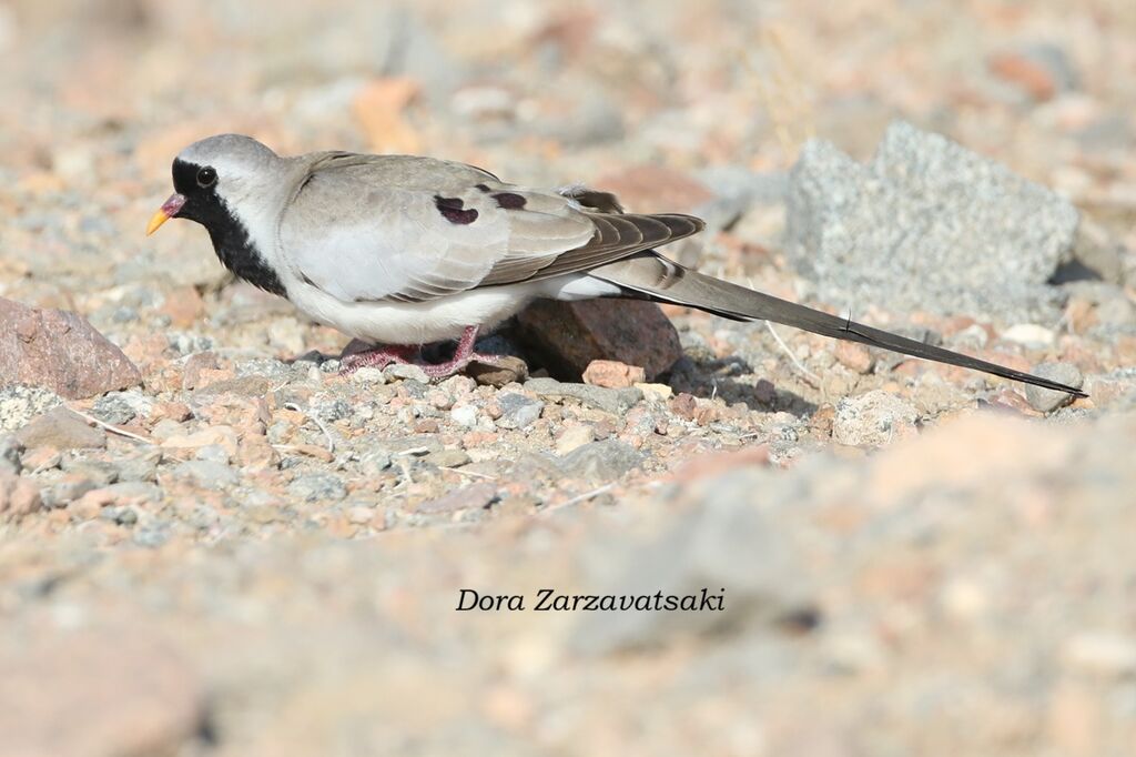 Tourterelle masquée - Tourtelette masquée<br /> mâle adulte, identification, composition