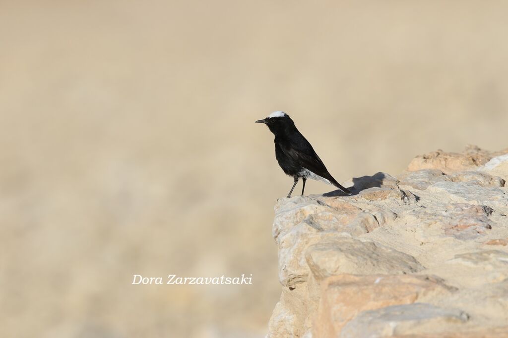 Traquet à tête blancheadulte, identification, composition