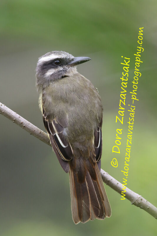 Golden-crowned Flycatcheradult, identification