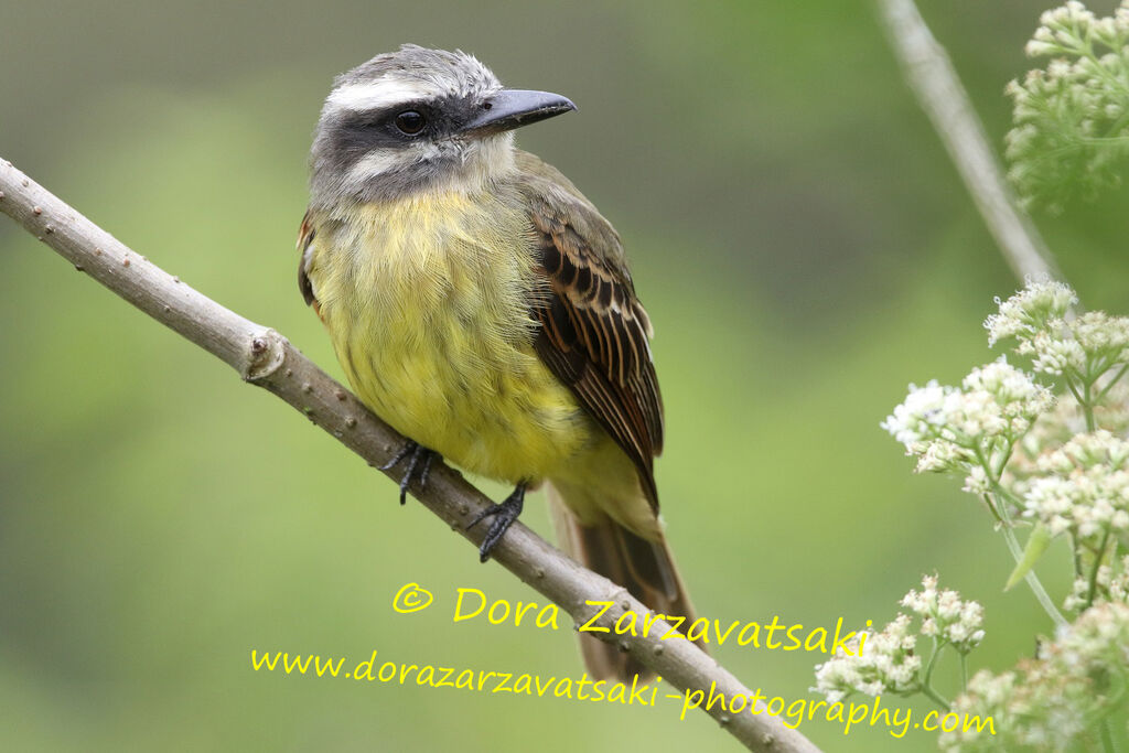 Golden-bellied Flycatcheradult, close-up portrait