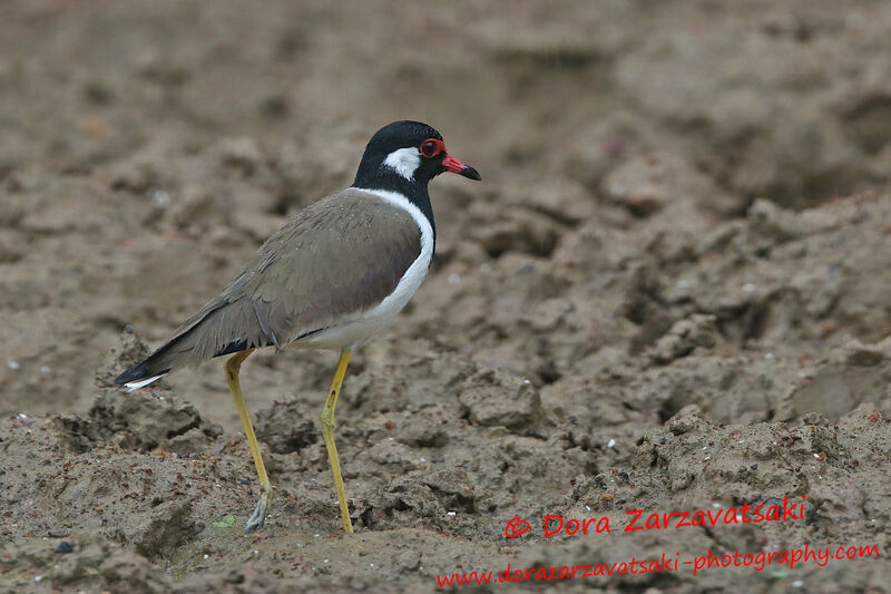 Vanneau indienadulte, identification