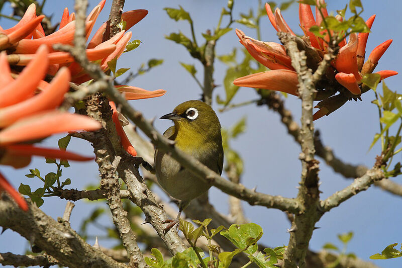 Cape White-eyeadult