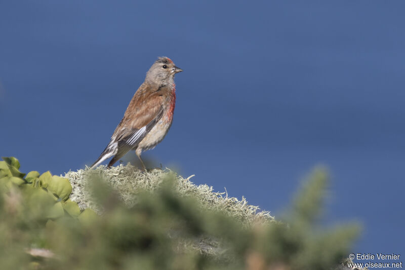 Common Linnet male adult breeding