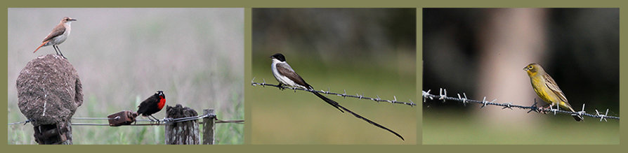 Oiseaux d'Argentine par Eduardo A. Jordan