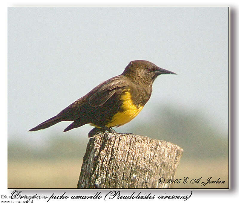Brown-and-yellow Marshbird