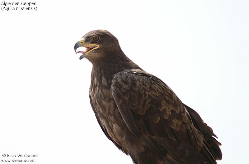 Aigle des steppes, portrait