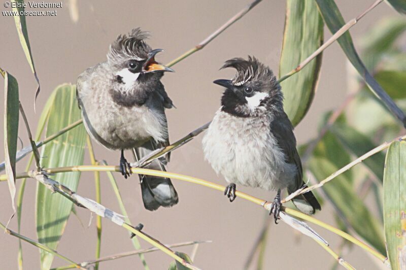 Himalayan Bulbul