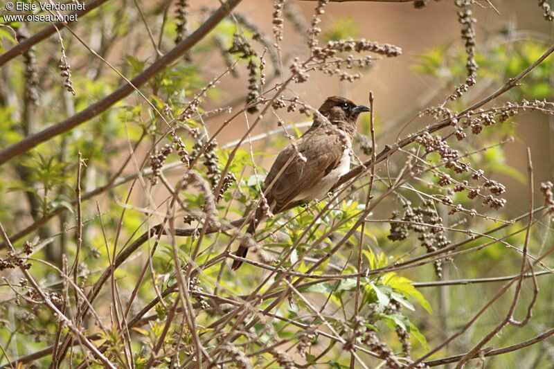 Bulbul des jardins