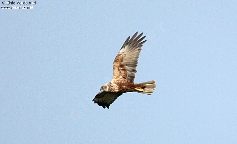 Western Marsh Harrierimmature, Flight