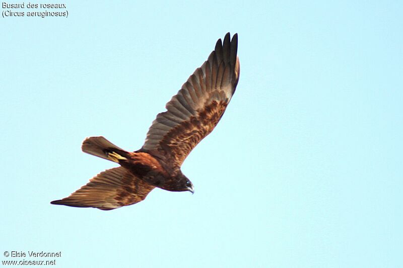 Western Marsh Harrier, Flight