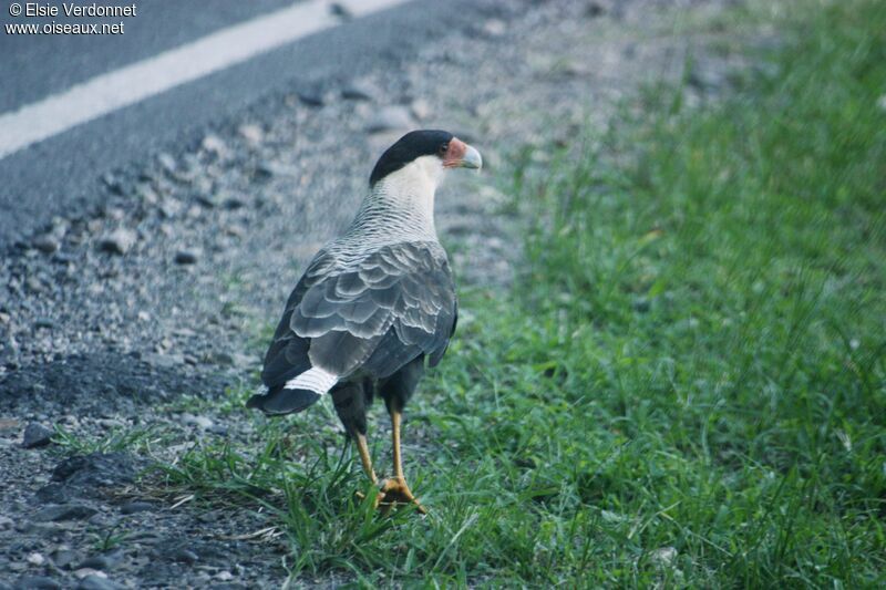 Crested Caracara, walking