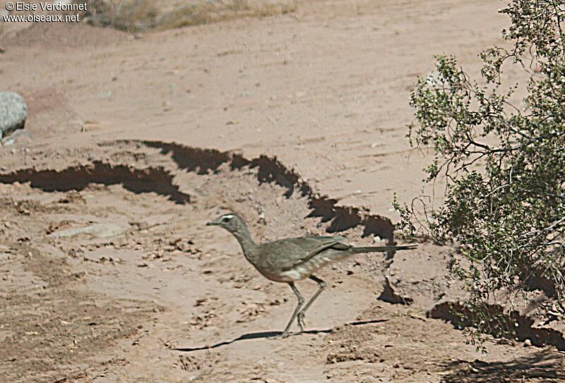 Black-legged Seriema, walking