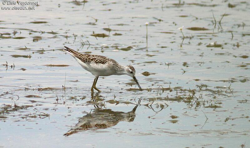 Marsh Sandpiper, eats