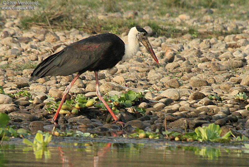 Asian Woolly-necked Stork