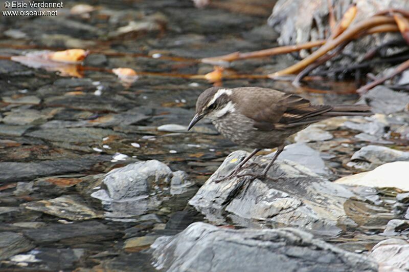 Dark-bellied Cinclodesadult