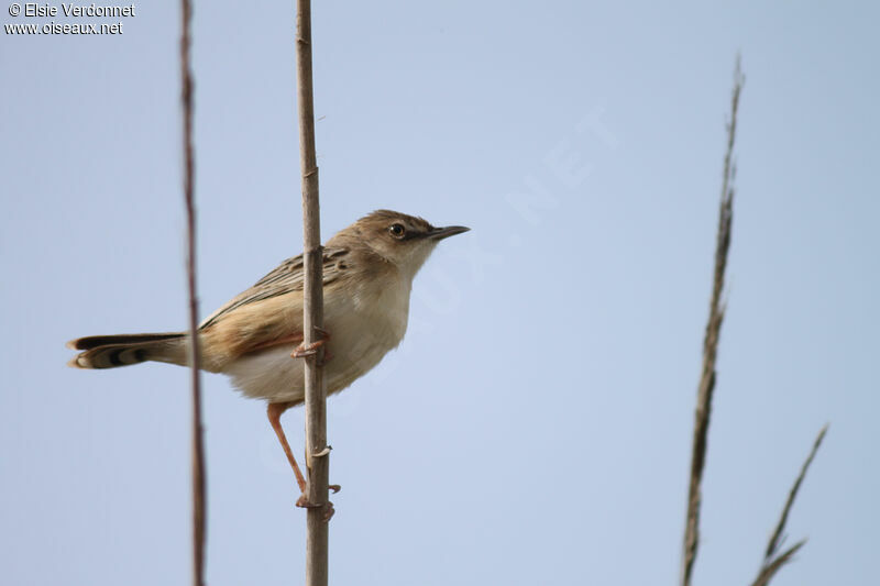 Zitting Cisticola