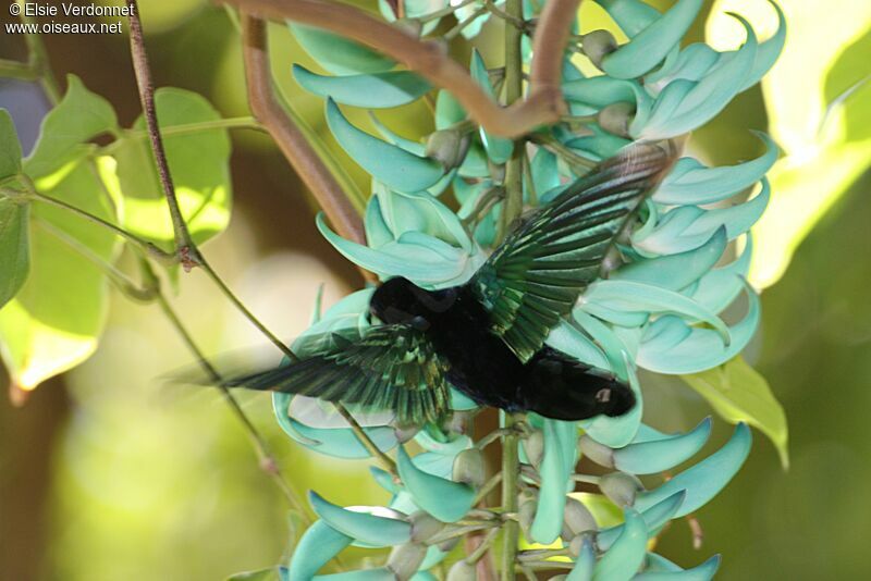 Green-throated Carib, Flight